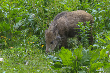 Wildschwein