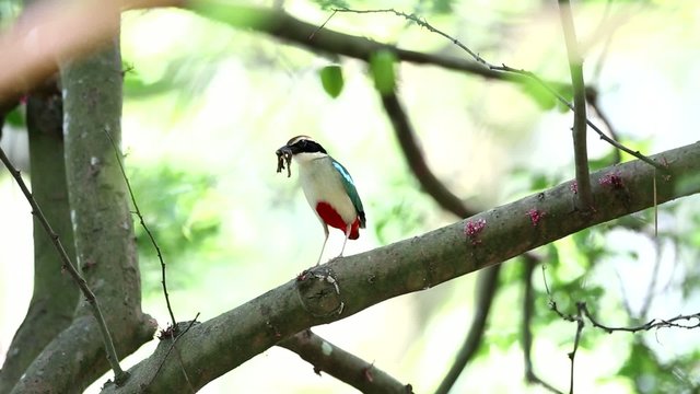 Fairy Pitta (Pitta nympha) in Taiwan