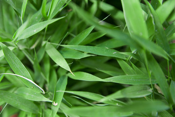 bamboo leaves
