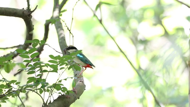 Fairy Pitta (Pitta nympha) in Taiwan