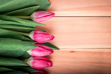 Tulips close-up. Copy space