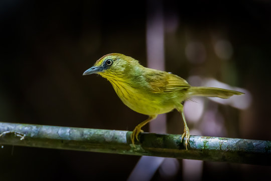 Lefe side of Pin-striped Tit Babbler ( Macronus gularis )  