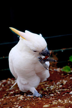 cockatoo