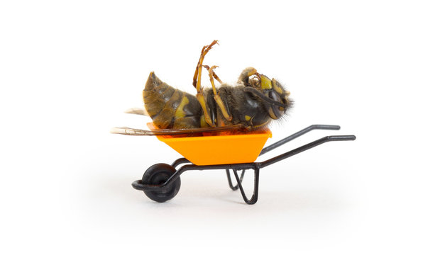 Dead wasp in a miniature wheelbarrow