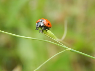 Coccinella