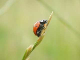 Coccinella
