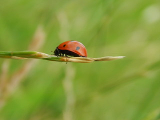 Coccinella