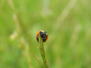 Coccinella