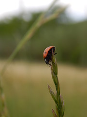 Coccinella