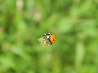 Coccinella