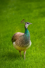 Obraz premium Beautiful Female Peacock Bird