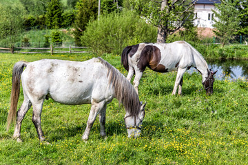 koń, konie, łąka