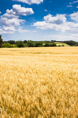 Wheat field