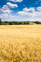 Fotobehang Oranje Wheat field  © funkyfrogstock