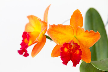 Obraz na płótnie Canvas Close-up of orchids over white background