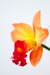 Obraz na płótnie Canvas Close-up of orchids over white background