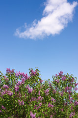 Obraz premium Lilac selective focus