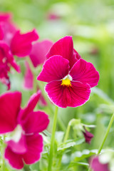 Field of red Pansy Flowers