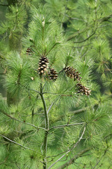 Szyszki i zielone gałęzie drzew iglastych © agatop