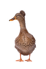 a female Dutch tufted duck