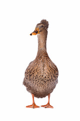 a female Dutch tufted duck