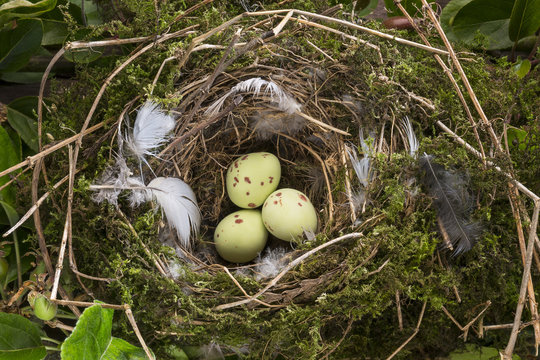 Birds eggs in a nest