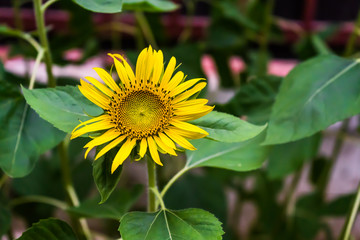 Obraz premium Blooming Sunflower