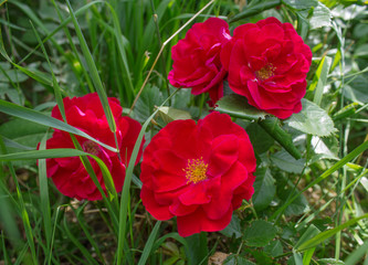 Bush red rose close-up. Flowers and gardens