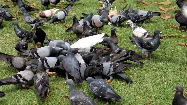 A flock of pigeons eating.