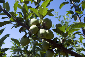 Apples on the apple tree
