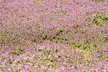 Violet Spring Flowers Field Blossom In Spring