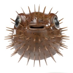 3d render of diodon holocanthus © bescec