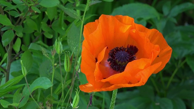 red poppy in the naute