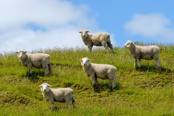 Papier Peint photo Lavable Moutons merino sheeps new zealand