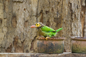 Brown-headed barbet bathing in Sri Lanka
