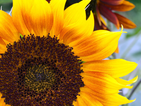 Sunflower patch, closeup detail.