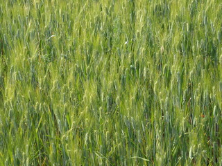 grünes Getreidefeld 