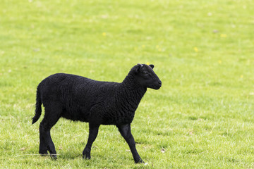 Young black horned lamb walking to the right © Chrispo