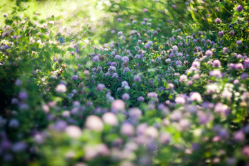 Obraz premium Blooming clovers shot with soft focus lens