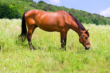 Fototapeta premium Horse on a summer pasture