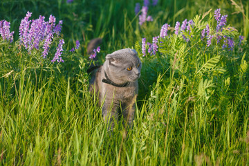 Grey british cat in the grass