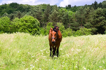 Portrait of red horse on field with flowers
