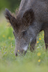 Fototapeta na wymiar Wild boar, nose on the ground
