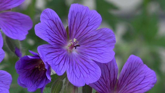 blue Geranium in the nature