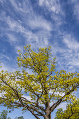 Oak Tree And Sky