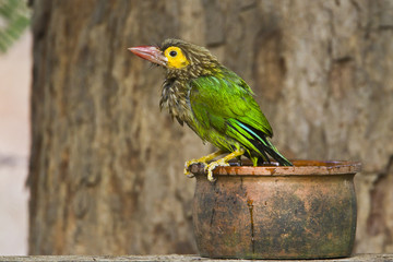Brown-headed barbet in Minneriya, Sri Lanka