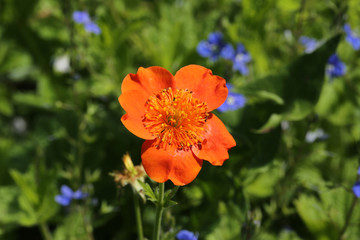 Orange wild flower in the garden