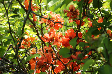 bush with orange flowers in the flower garden grass summer autumn