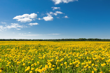 Field of yellow dandelions against the blue sky.