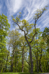 Trees And Sky